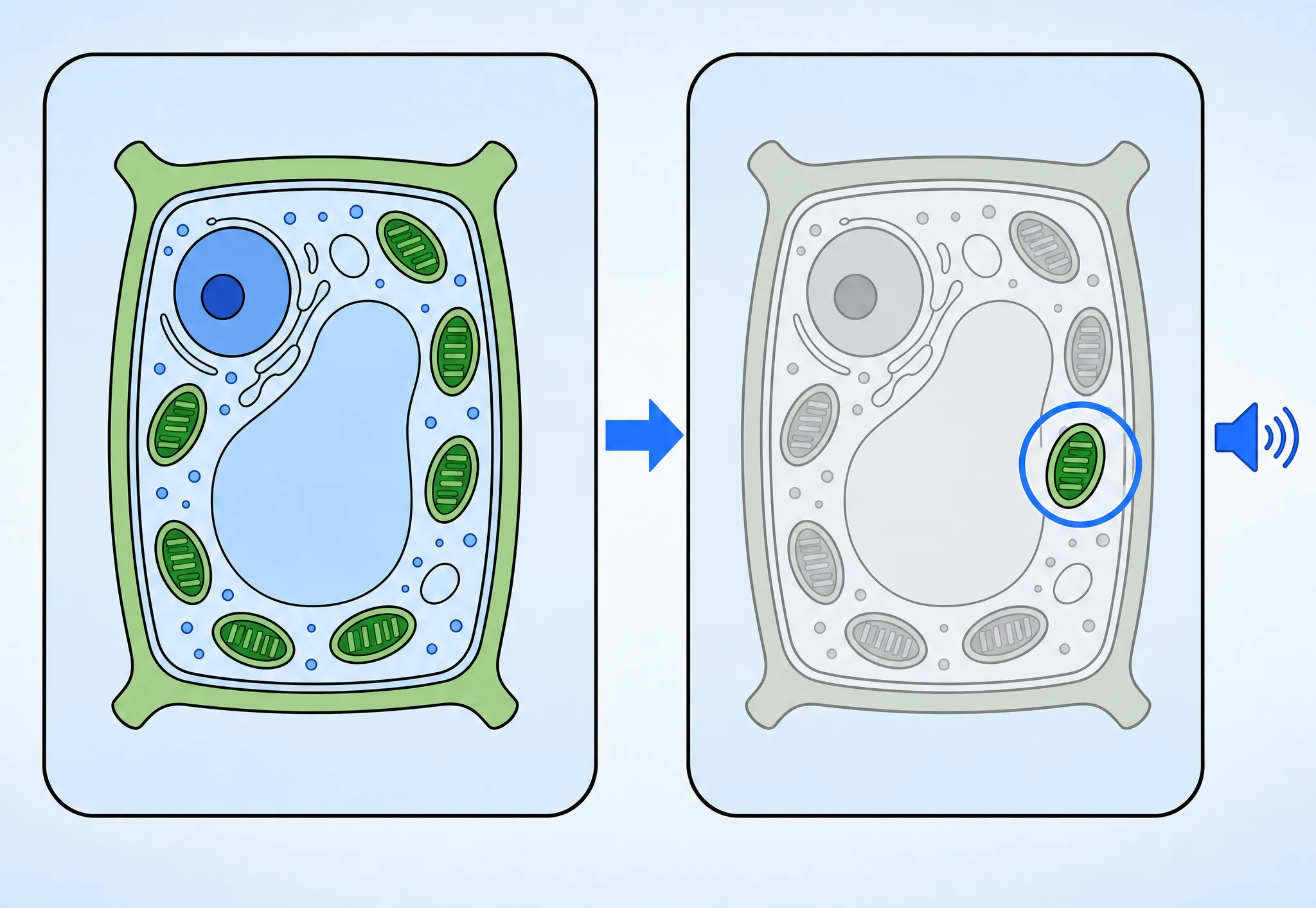 Signaling principle before and after: a plant cell diagram with every part equally colored, next to the same cell faded to grey except one chloroplast circled in blue while the narrator speaks